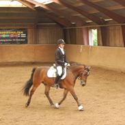 Anden særlig race Mickey  