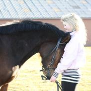 Welsh Partbred (Sec F) stjerneponyen MissDaisy:*