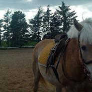 Haflinger cocio