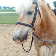 Haflinger cocio