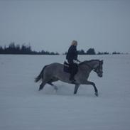 Dansk Varmblod høymarks poppoff