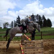 Dansk Varmblod høymarks poppoff