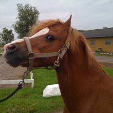 Welsh Mountain (sec A) Gærshøj Chareaun *solgt*