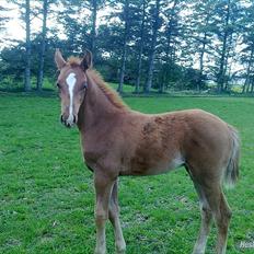 Dansk Varmblod Rønlygaards Hidalgo B