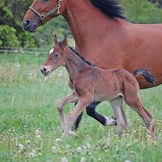Dansk Varmblod Castor