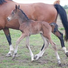 Dansk Varmblod Castor