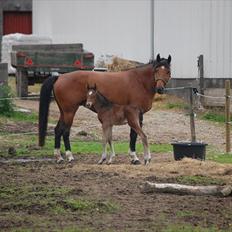 Dansk Varmblod Castor