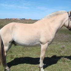 Fjordhest granit kjærgaard  Tidligere hest