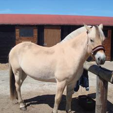 Fjordhest granit kjærgaard  Tidligere hest