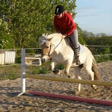 Fjordhest † Fie†