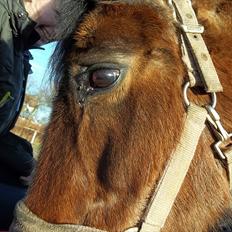 Anden særlig race Solbakken´s Bella ~HængeMule~
