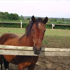 Anden særlig race Solbakken´s Bella ~HængeMule~
