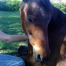 Anden særlig race Solbakken´s Bella ~HængeMule~