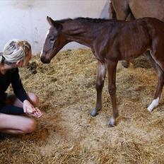 Dansk Varmblod Cassiopeia *SOLGT*