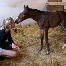 Dansk Varmblod Cassiopeia *SOLGT*