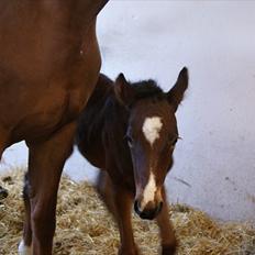 Dansk Varmblod Cassiopeia *SOLGT*