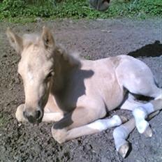 Palomino Vesterskovens chinira <3solgt<3