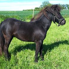 Shetlænder Ezmaralda
