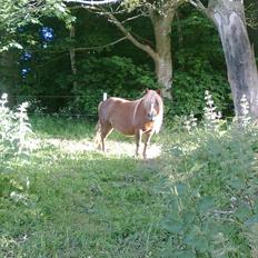 Shetlænder Turner<3skattepiie!