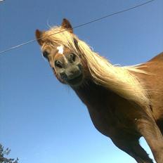 Shetlænder Turner<3skattepiie!