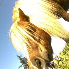 Shetlænder Turner<3skattepiie!