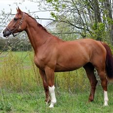 Anden særlig race Kongo