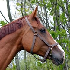 Anden særlig race Kongo