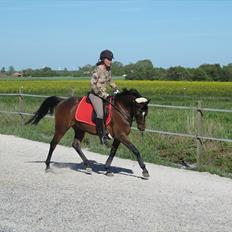 Fuldblod (XX) Zorajah