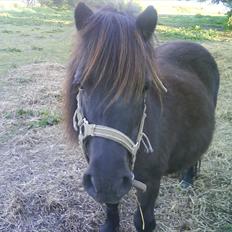 Shetlænder Ravnegårds Tootsie *Udlånt*