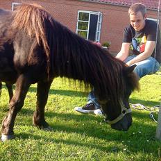 Shetlænder Ravnegårds Tootsie *Udlånt*