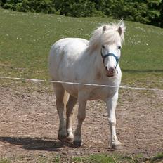 Anden særlig race Silver Star *solgt*