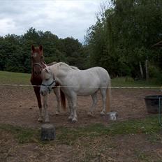 Anden særlig race Silver Star *solgt*