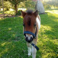 Shetlænder Rørsgaards Antonette