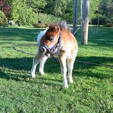 Shetlænder Rørsgaards Antonette