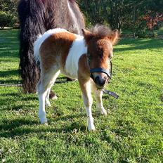 Shetlænder Rørsgaards Antonette