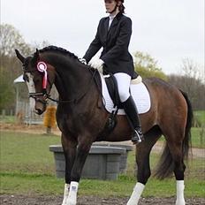 Dansk Varmblod Down Town Rex (Malou)