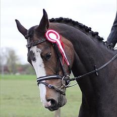 Dansk Varmblod Down Town Rex (Malou)