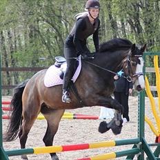 Dansk Varmblod Down Town Rex (Malou)