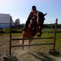 Anden særlig race Topsy SOLGT