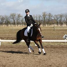 Welsh Partbred (Sec F) stjerneponyen MissDaisy:*