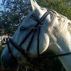 Anden særlig race May Day
