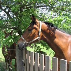 Dansk Varmblod Van Gogh