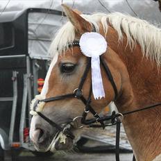 Anden særlig race amanda solgt