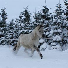 Fjordhest Glibings Hulder 