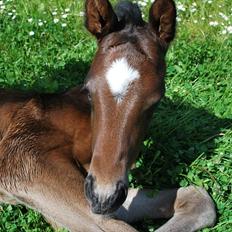 Dansk Varmblod Messi