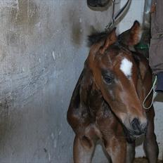 Dansk Varmblod Messi