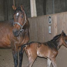 Dansk Varmblod Messi
