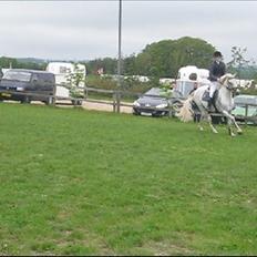 Hollandsk Sportspony CASPER