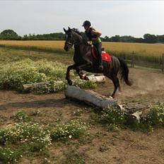 Oldenborg Rosenhavens Ann *YNDLINGS-HESTEN*