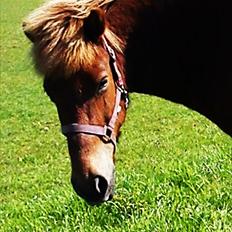 Islænder Herodes <3